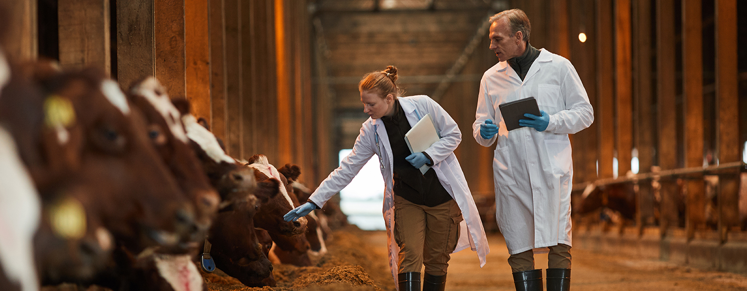 Veterinários numa exploração pecuária